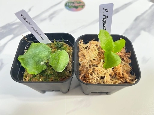 【観葉植物】ビカクシダペガサス&ウィリンキーイエロームーン幼苗セット🌱🌱の写真5枚目
