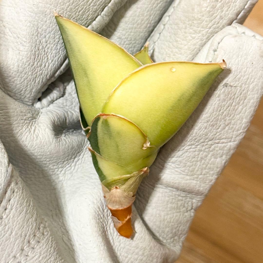 サンスベリア タワー　発根済み 子株 抜き苗 希少 斑入りの写真2枚目