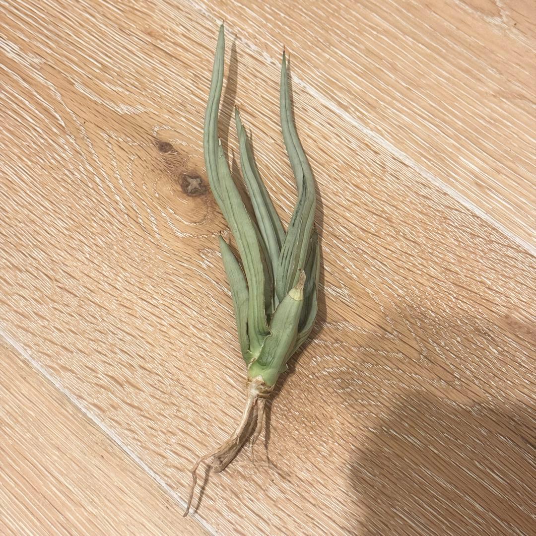 ｟大きめ18cm｠サンスベリア ダンシングドラゴン発根済み 抜き苗 希少 斑入り