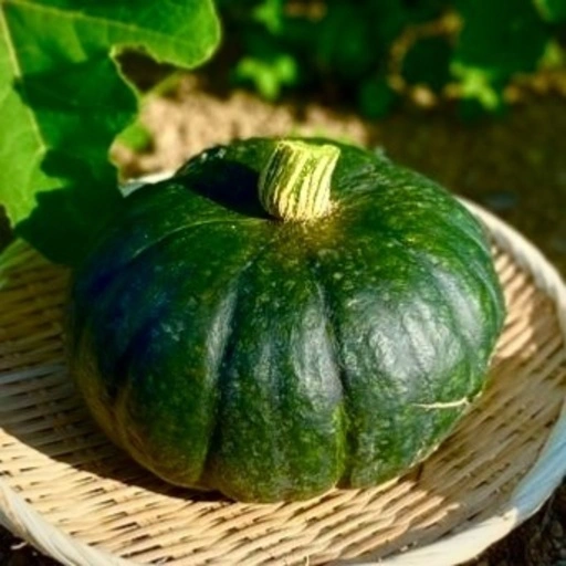 かぼちゃ(ブラックのジョー)✴︎ブラックサンダーの写真2枚目