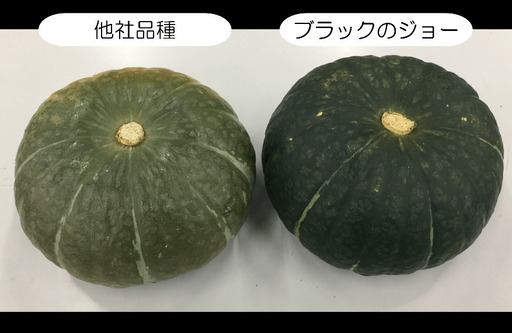 かぼちゃ(ブラックのジョー)✴︎ブラックサンダーの写真3枚目