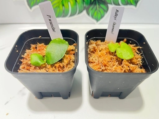 【観葉植物】ビカクシダリドレイ&ワンダエ胞子培養株セット🌱🌱
