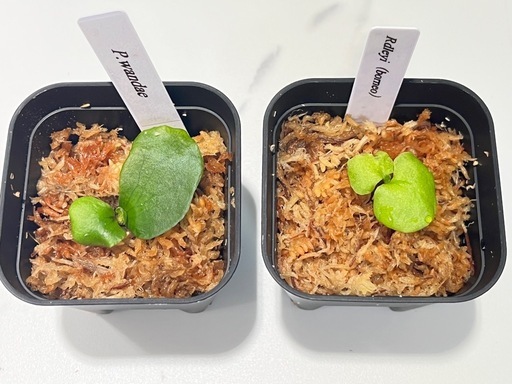 【観葉植物】ビカクシダリドレイ＆ワンダエ胞子培養株セット🌱🌱の写真2枚目