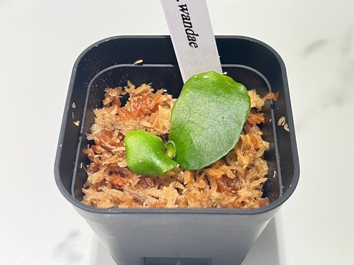 【観葉植物】ビカクシダリドレイ＆ワンダエ胞子培養株セット🌱🌱の写真3枚目