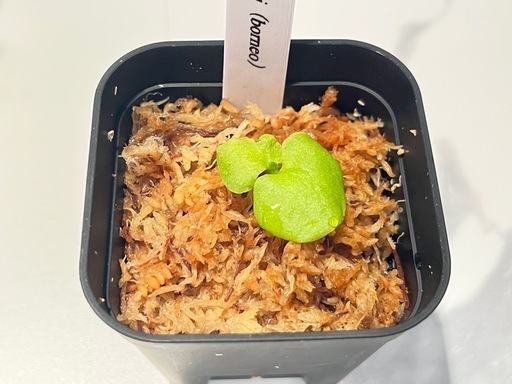 【観葉植物】ビカクシダリドレイ＆ワンダエ胞子培養株セット🌱🌱の写真4枚目