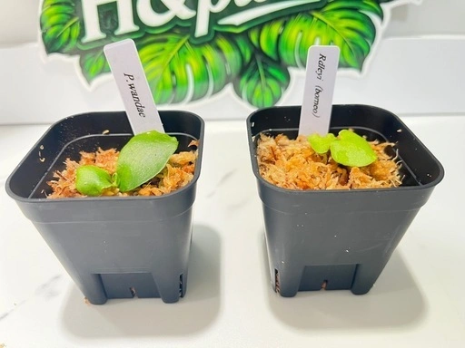 【観葉植物】ビカクシダリドレイ&ワンダエ胞子培養株セット🌱🌱の写真5枚目