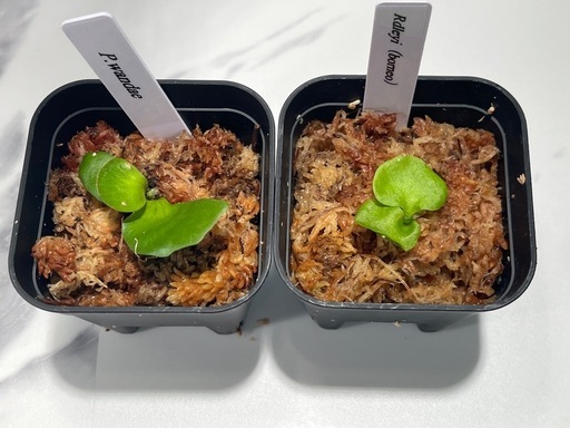 【観葉植物】リドレイ＆ワンダエ胞子培養株幼苗セット🌱🌱