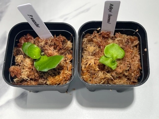 【観葉植物】リドレイ&ワンダエ胞子培養株幼苗セット🌱🌱