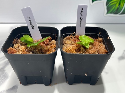 【観葉植物】リドレイ＆ワンダエ胞子培養株幼苗セット🌱🌱の写真2枚目