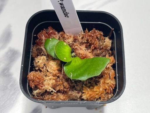 【観葉植物】リドレイ＆ワンダエ胞子培養株幼苗セット🌱🌱の写真3枚目