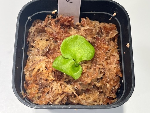 【観葉植物】リドレイ＆ワンダエ胞子培養株幼苗セット🌱🌱の写真4枚目