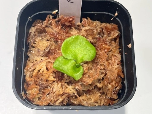 【観葉植物】リドレイ&ワンダエ胞子培養株幼苗セット🌱🌱の写真4枚目