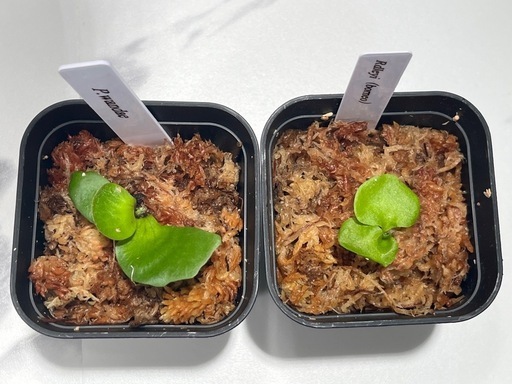 【観葉植物】リドレイ＆ワンダエ胞子培養株幼苗セット🌱🌱の写真5枚目