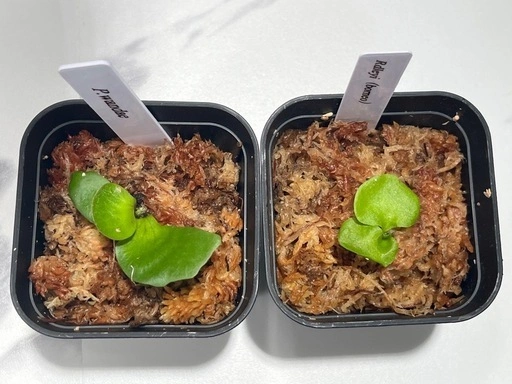 【観葉植物】リドレイ&ワンダエ胞子培養株幼苗セット🌱🌱の写真5枚目