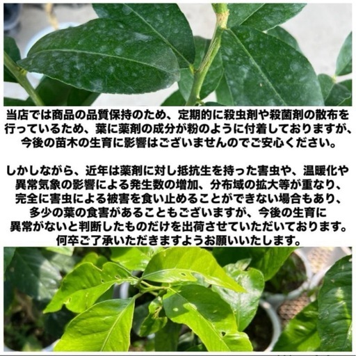 貴重/至急 りのかレモン3年生苗木110cmの写真2枚目