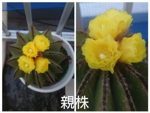 マグニフィカス 3号ポット 1鉢 250円の写真2枚目