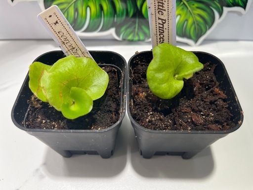 【観葉植物】ビカクシダコロナリウム＆リトルプリンセス胞子培養株幼苗セット🌱🌱