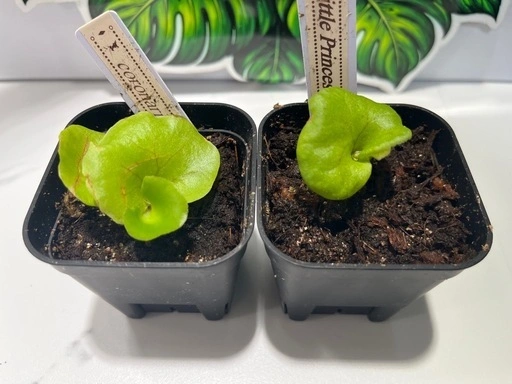 【観葉植物】ビカクシダコロナリウム&リトルプリンセス胞子培養株幼苗セット🌱🌱