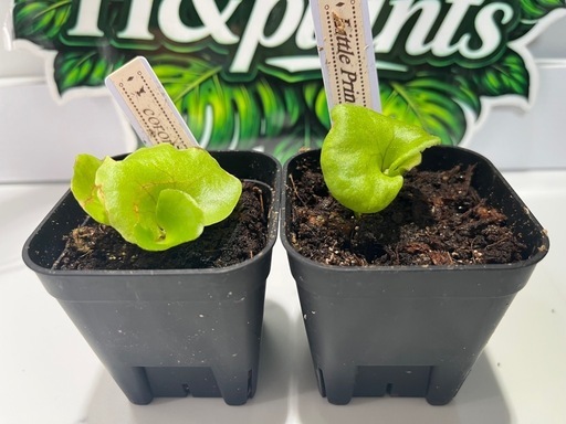 【観葉植物】ビカクシダコロナリウム＆リトルプリンセス胞子培養株幼苗セット🌱🌱の写真2枚目