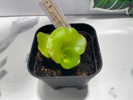 【観葉植物】ビカクシダコロナリウム＆リトルプリンセス胞子培養株幼苗セット🌱🌱の写真3枚目