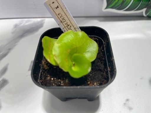 【観葉植物】ビカクシダコロナリウム&リトルプリンセス胞子培養株幼苗セット🌱🌱の写真3枚目