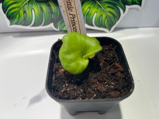 【観葉植物】ビカクシダコロナリウム＆リトルプリンセス胞子培養株幼苗セット🌱🌱の写真4枚目