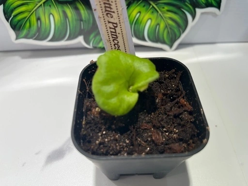 【観葉植物】ビカクシダコロナリウム&リトルプリンセス胞子培養株幼苗セット🌱🌱の写真4枚目