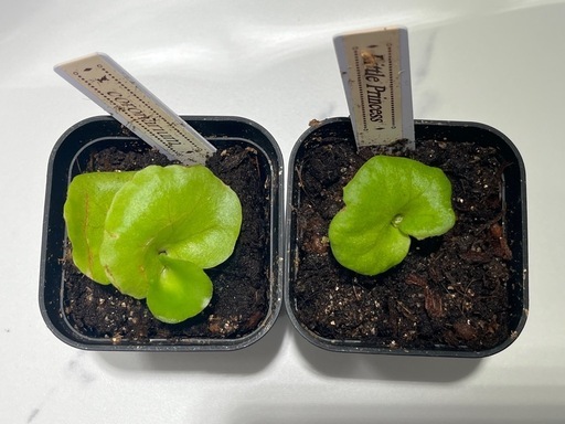 【観葉植物】ビカクシダコロナリウム＆リトルプリンセス胞子培養株幼苗セット🌱🌱の写真5枚目