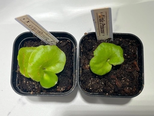 【観葉植物】ビカクシダコロナリウム&リトルプリンセス胞子培養株幼苗セット🌱🌱の写真5枚目