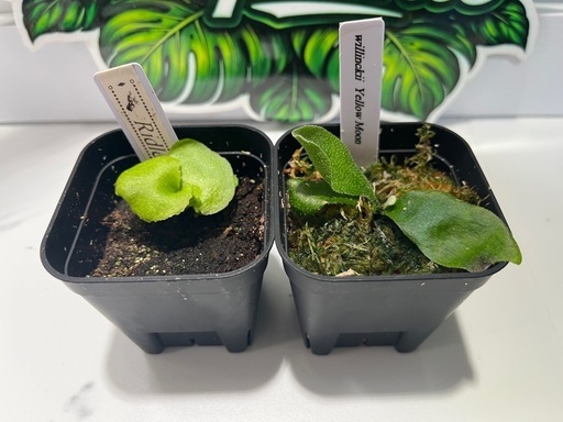 【観葉植物】ビカクシダリドレイ＆ウィリンキーイエロームーン胞子培養株幼苗セット🌱🌱
