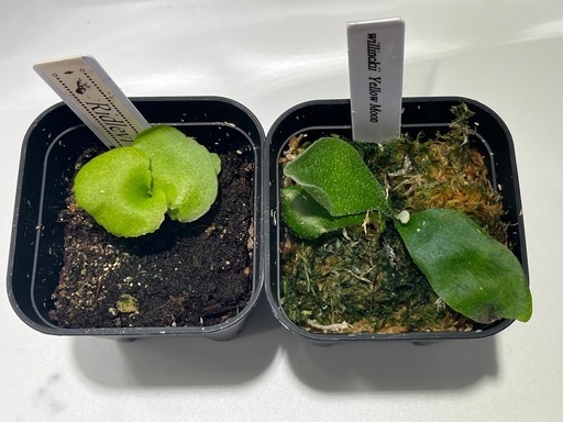 【観葉植物】ビカクシダリドレイ＆ウィリンキーイエロームーン胞子培養株幼苗セット🌱🌱の写真2枚目