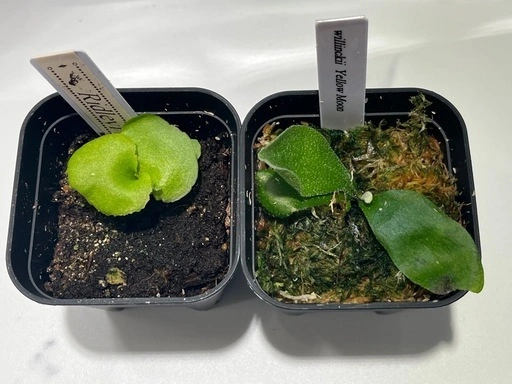 【観葉植物】ビカクシダリドレイ&ウィリンキーイエロームーン胞子培養株幼苗セット🌱🌱の写真2枚目