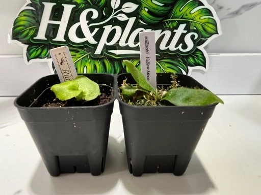 【観葉植物】ビカクシダリドレイ&ウィリンキーイエロームーン胞子培養株幼苗セット🌱🌱の写真3枚目