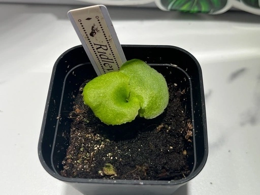 【観葉植物】ビカクシダリドレイ&ウィリンキーイエロームーン胞子培養株幼苗セット🌱🌱の写真4枚目