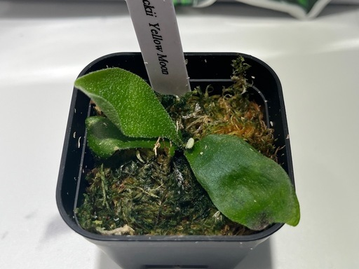 【観葉植物】ビカクシダリドレイ＆ウィリンキーイエロームーン胞子培養株幼苗セット🌱🌱の写真5枚目