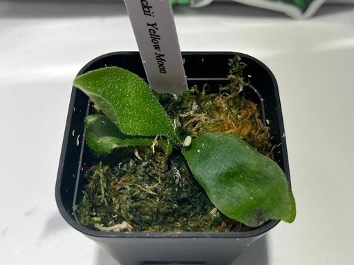 【観葉植物】ビカクシダリドレイ&ウィリンキーイエロームーン胞子培養株幼苗セット🌱🌱の写真5枚目