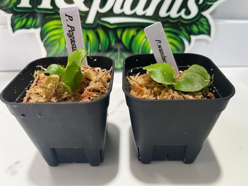 【観葉植物】ビカクシダペガサス＆ワンダエ胞子培養株幼苗セット🌱🌱