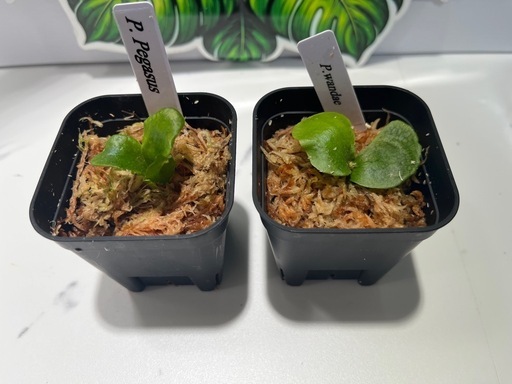 【観葉植物】ビカクシダペガサス＆ワンダエ胞子培養株幼苗セット🌱🌱の写真2枚目