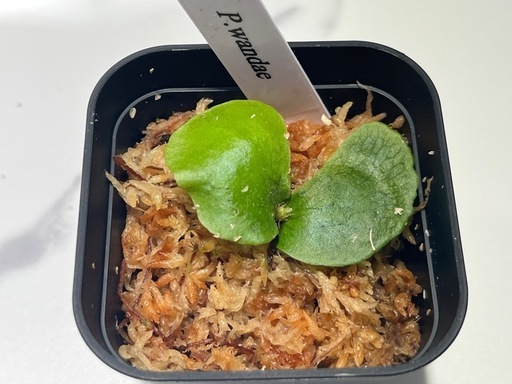 【観葉植物】ビカクシダペガサス＆ワンダエ胞子培養株幼苗セット🌱🌱の写真3枚目