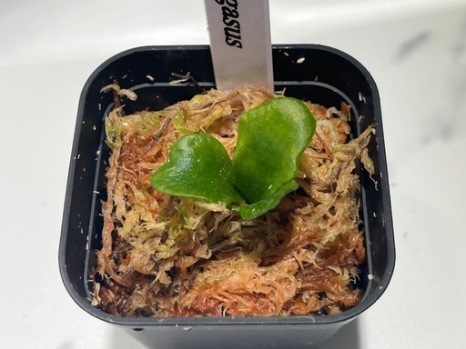 【観葉植物】ビカクシダペガサス＆ワンダエ胞子培養株幼苗セット🌱🌱の写真4枚目