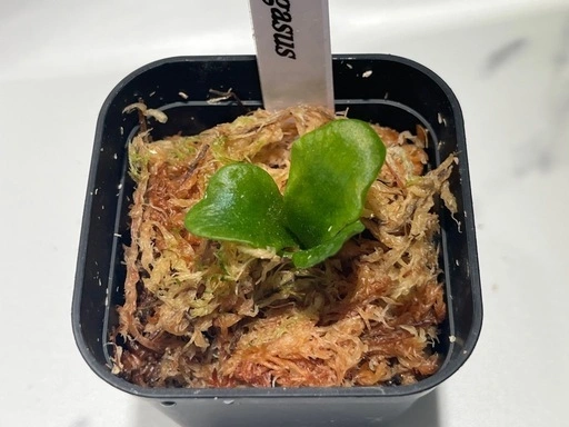 【観葉植物】ビカクシダペガサス&ワンダエ胞子培養株幼苗セット🌱🌱の写真4枚目