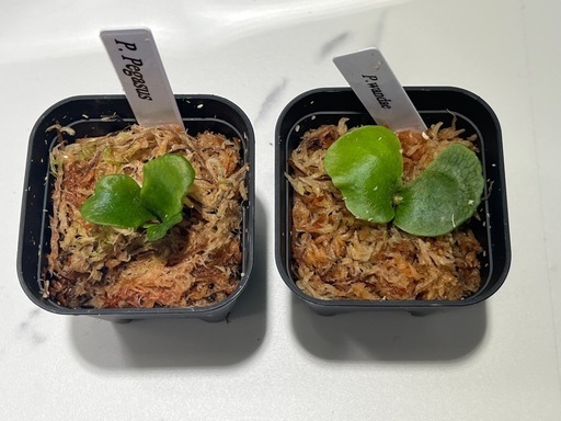 【観葉植物】ビカクシダペガサス＆ワンダエ胞子培養株幼苗セット🌱🌱の写真5枚目