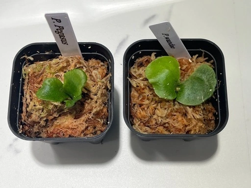 【観葉植物】ビカクシダペガサス&ワンダエ胞子培養株幼苗セット🌱🌱の写真5枚目
