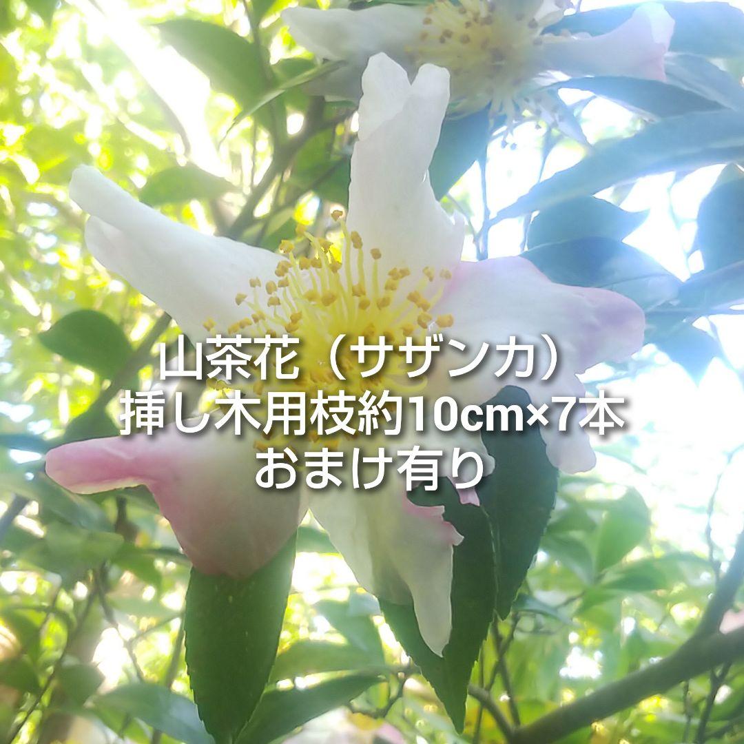 山茶花 サザンカ 御美衣 オミゴロモ 挿し木用枝 約10cm×7本 おまけ有り