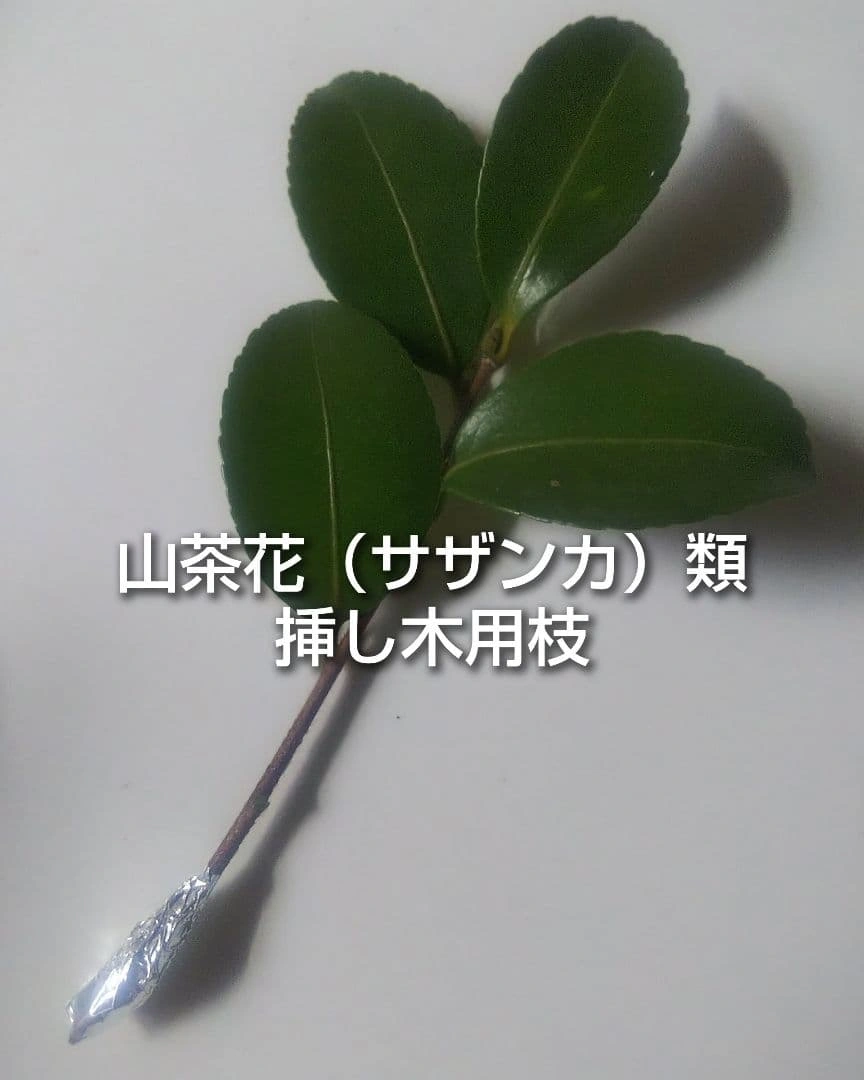 山茶花 サザンカ 御美衣 オミゴロモ 挿し木用枝 約10cm×7本 おまけ有りの写真2枚目