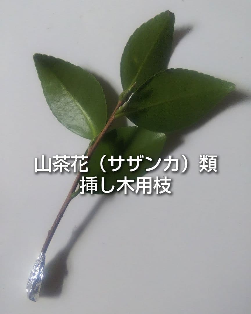 山茶花 サザンカ 御美衣 オミゴロモ 挿し木用枝 約10cm×7本 おまけ有りの写真3枚目