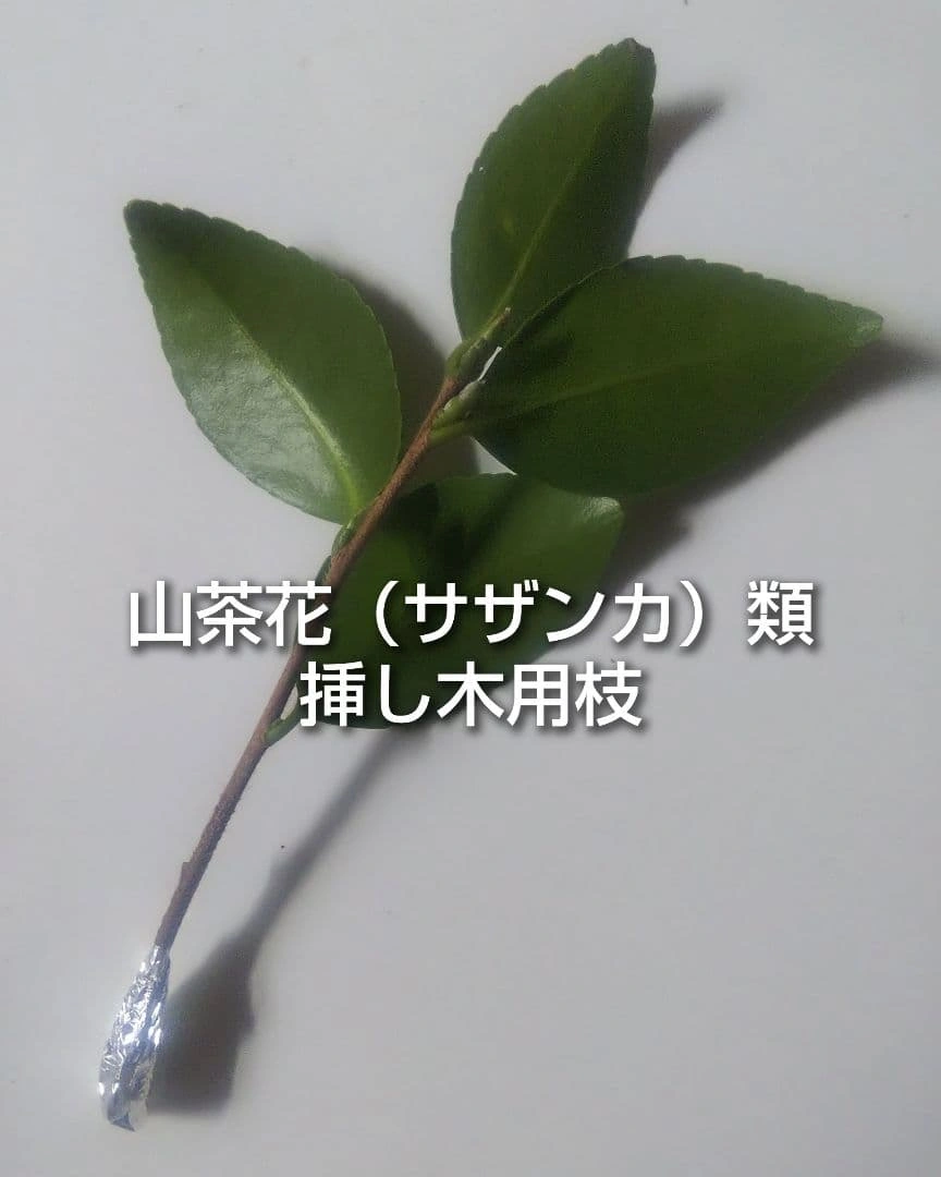 山茶花 サザンカ 御美衣 オミゴロモ 挿し木用枝 約10cm×7本 おまけ有りの写真3枚目