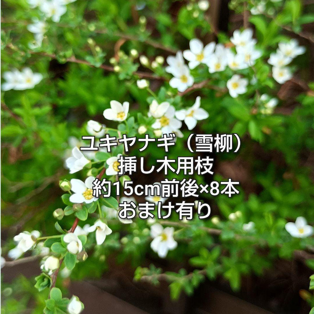 雪柳 ユキヤナギ 挿し木用枝 8本+おまけ 約15cm前後