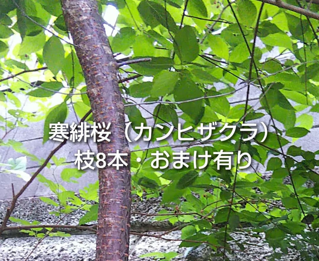 寒緋桜 カンヒザクラ 挿し木用枝 8本 おまけ有り