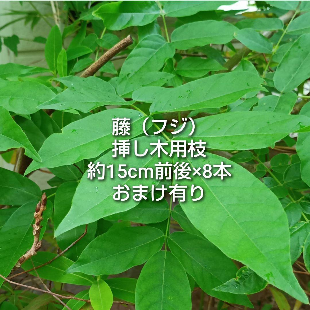 藤 フジ 挿し木用枝 約15cm前後×8本 +おまけ